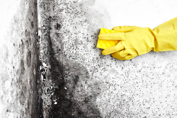 Professional Mold Removal in Gorman, TX