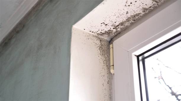 Best Office Mold Removal Services  in Gorman, TX