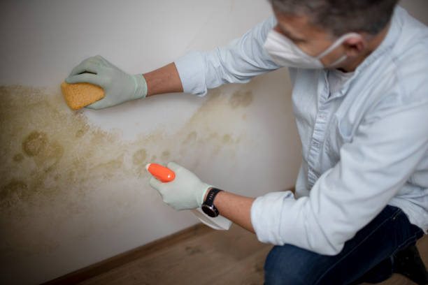 Best Mold Remediation  in Gorman, TX
