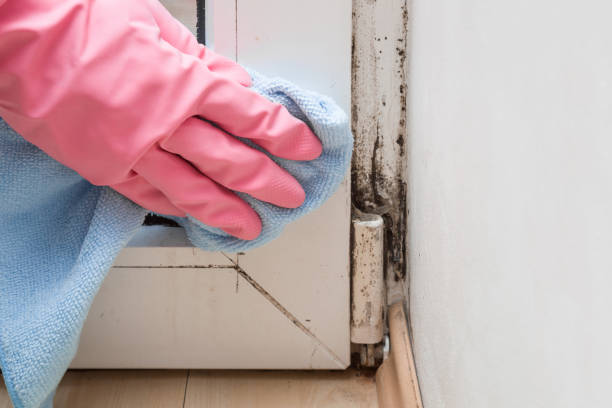 Office Mold Removal Services in Gorman, TX