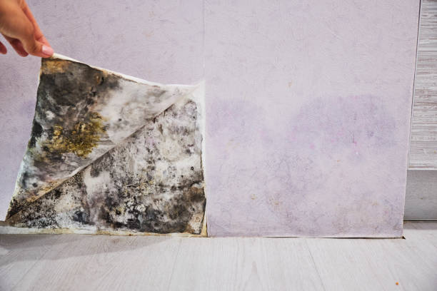 Home Mold Removal in Gorman, TX